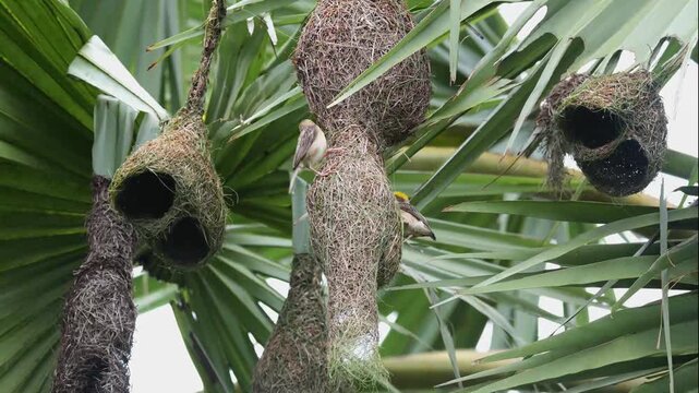 Baya Weaver Pair Building a Two-Storey Duplex-Like Nest in the Sky