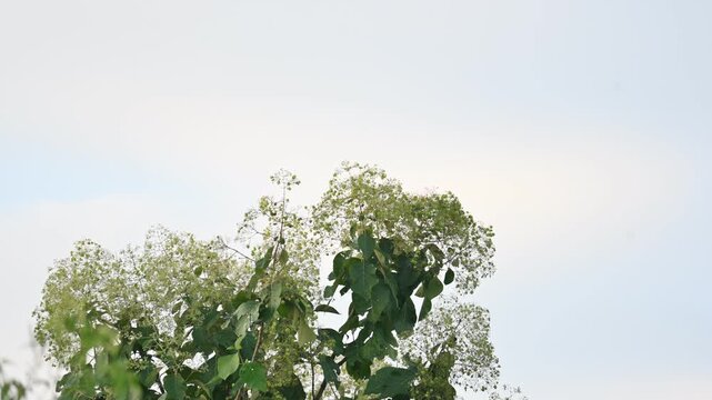 Teak or Tectona grandis tree flowers. It is a tropical hardwood tree species in the family Lamiaceae. It is a large, deciduous tree.
