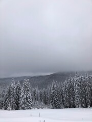 Beautiful winter forest in the Carpathian Mountains covered with deep snow, Ukraine © Iryna Korelina