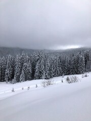 Beautiful winter forest in the Carpathian Mountains covered with deep snow, Ukraine © Iryna Korelina