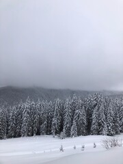 Beautiful winter forest in the Carpathian Mountains covered with deep snow, Ukraine © Iryna Korelina