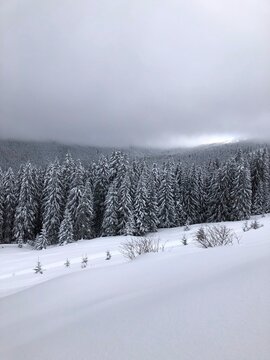 Beautiful winter forest in the Carpathian Mountains covered with deep snow, Ukraine