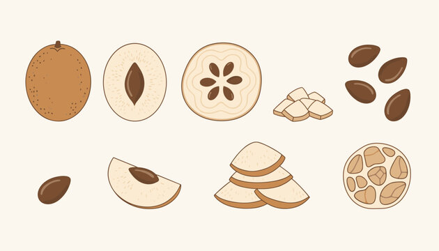 Sapodilla fruit illustrations featuring whole fruit, halved with seed, star-shaped cross section, slices, chopped pieces, and seeds.