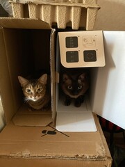 cat in box © Gulnara