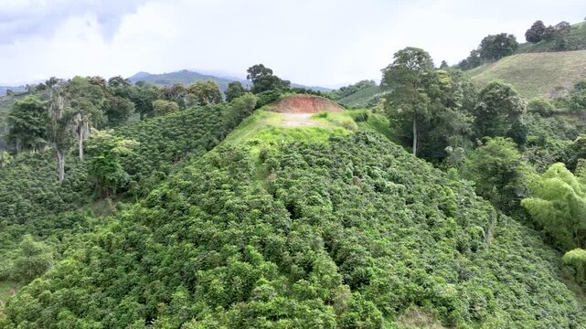 Coffee Plantation with Banana Plants Growing on Tropical Mountain Slopes. Establishing Shot. Aerial View.