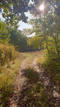 A path in an autumn forest