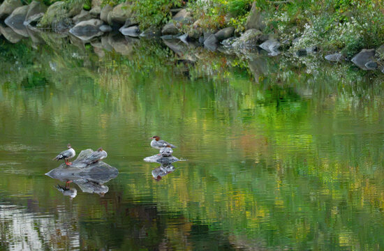 common mergansers resting on the rocks