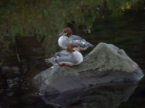 a pair of common mergansers
