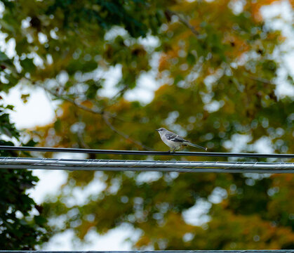 a northern mockingbird on the power lines