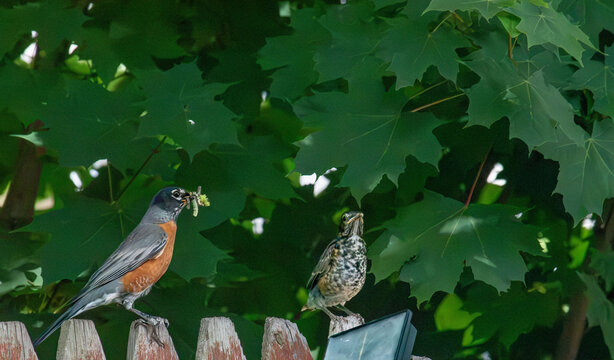 robin with food for the fledgling