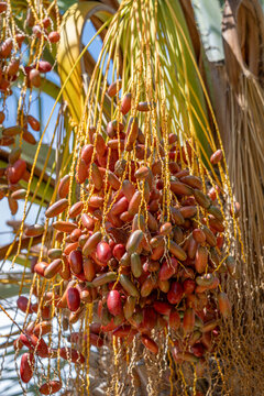 Bunch of ripening date fruits hanging on a date palm tree