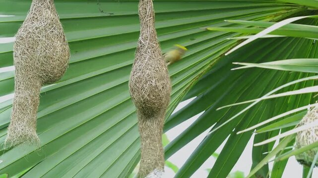 Baya Weaver Trimming Excess Grass and Adding Finishing Touches to Its Nest