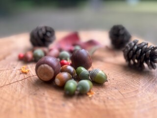 Autumn nuts and berries. © 木末 狩集