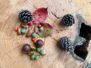 Autumn nuts and berries. © 木末 狩集