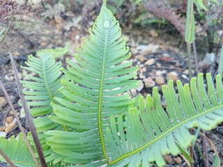 Close-up of green fern leaves with fresh water dew drops in natural sunlight © Islam780