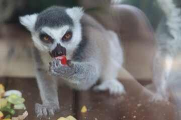 Portrait of ring-tailed lemur feeding on fresh produce, zoological park © Алина Неборская