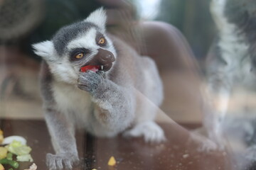 Ring-tailed lemur (Lemur catta) eating red fruit in zoo enclosure © Алина Неборская