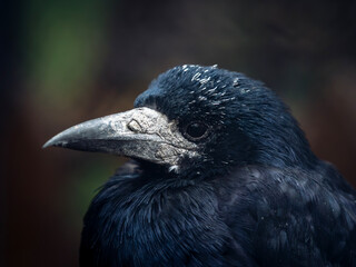 Close-up portrait of a rook. © vadim