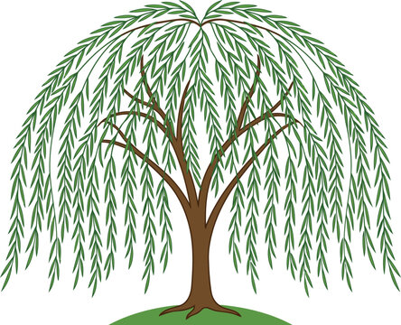 Weeping willow tree vector illustration with hanging branches 