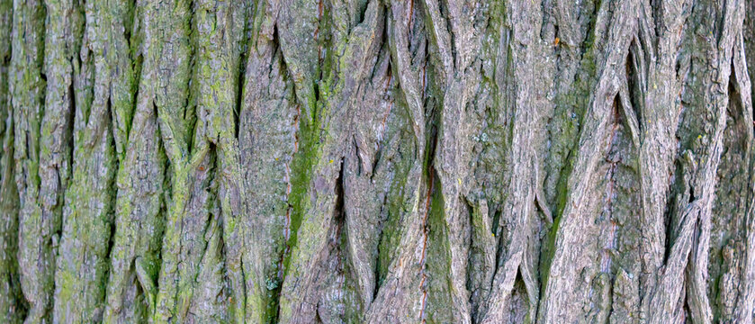 Ultra wide oak tree bark texture with deep vertical cracks, rough gray brown surface and green moss growth