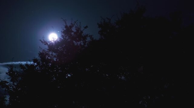 木々のシルエット越しに輝く太陽