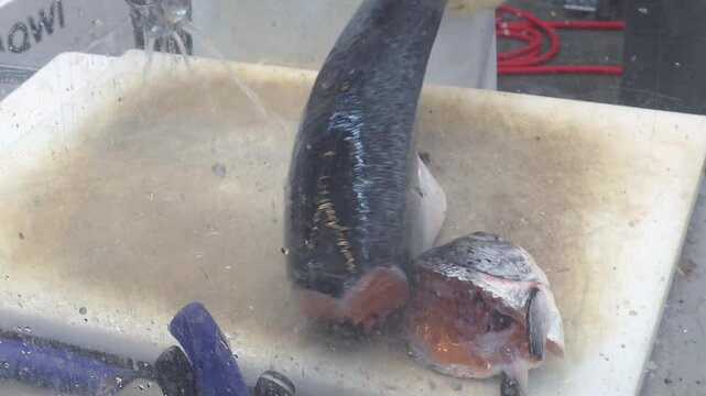 fresh whole raw salmon body and severed fish head on cutting board in seafood processing factory

