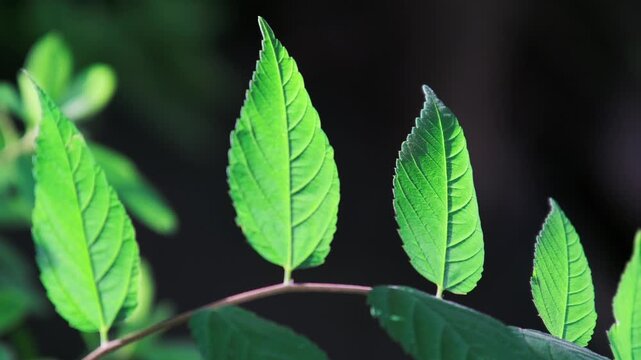 陽光に照らされる葉