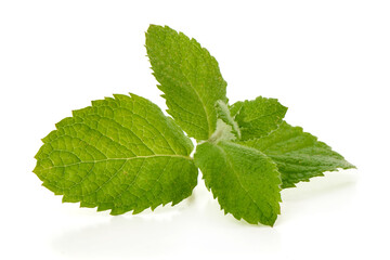Fresh Green Mint Leaves on White Background © GSDesign
