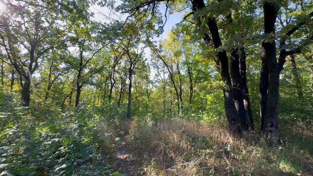 A path in an autumn oak forest