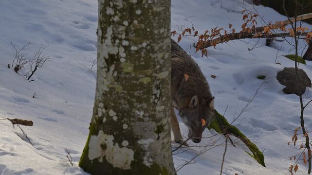 Europ&auml;ischer Wolf (Canis lupus), schnuppert am schneebedecktem Waldboden entlang, Deutschland