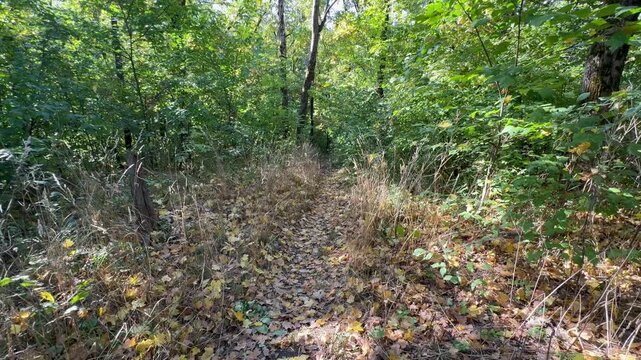 grass in the forest