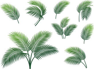Fototapeta premium Collection of green palm fronds displayed as a vector illustration on a white background frond leaves tropical foliage botanical greenery plant life plants leafy graphic