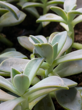 Pale Green Succulent Rosettes Growing in Garden Soil
