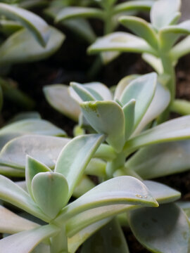 Pale Green Succulent Rosettes Growing in Dense Garden Cluster