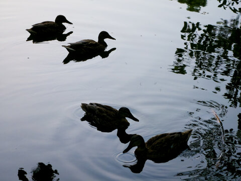 Four ducks swimming on reflective pond beneath tree shadows
