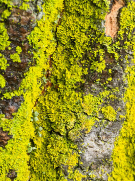 Yellow-Green Lichen Growing on Textured Tree Bark