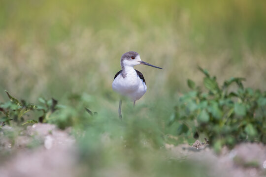 Black-winged Stilt in wetlands of Mulpani, Kathmandu as a stopover migrant during its southward.