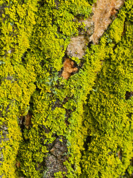 Yellow Green Lichen Growing Across Textured Tree Bark