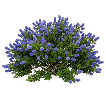  Ceanothus thyrsiflorus or California Lilac clump isolated on transparent background