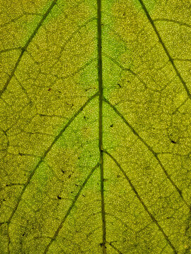 Green Leaf Veins Form Intricate Pattern in Backlit Macro
