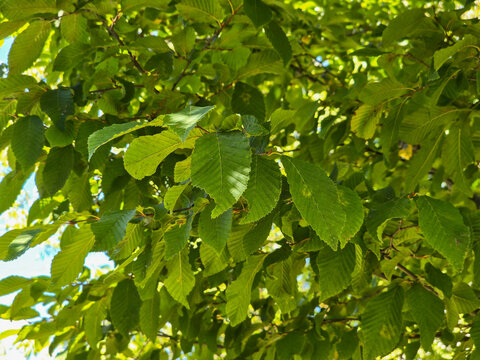Sunlit green tree leaves forming a dense summer canopy