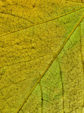 Yellow-Green Leaf Veins Form Intricate Natural Macro Texture