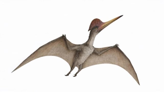 Pteranodon flying away in rear view on a white background