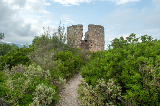 Colla Micheri