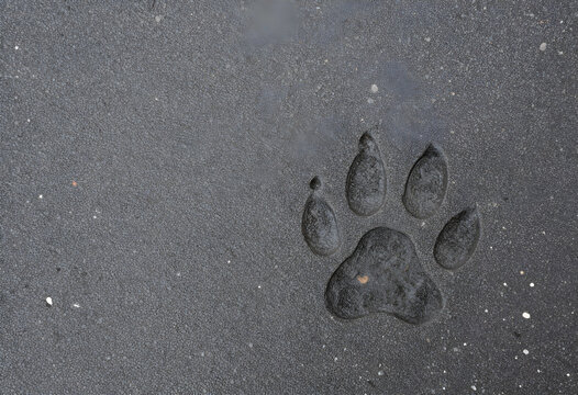 Wildlife conservation and animal tracking, dog or wolf paw print embedded in dark asphalt pavement, nature exploration and pet care