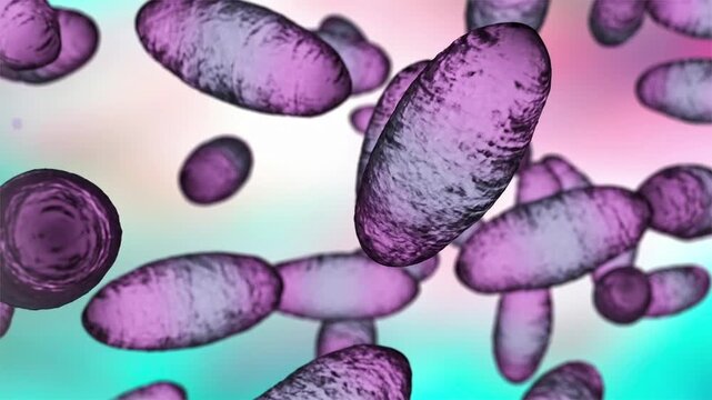 Plague bacteria Yersinia pestis slowly rotating and drifting in fluid, translucent cells revealing internal DNA and cytoplasmic structures, detailed microbiology 3D animation.