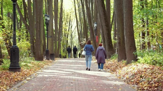 Video People walk along paths in a forest. The trees show autumn colors with green and yellow leaves. Some parts of the path are covered in fallen leaves.