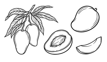 Black and white mango branch whole fruit slice and half fruit vector illustration set © Tushar