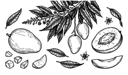 Premium black and white mango botanical fruit elements for organic food vector design © Tushar
