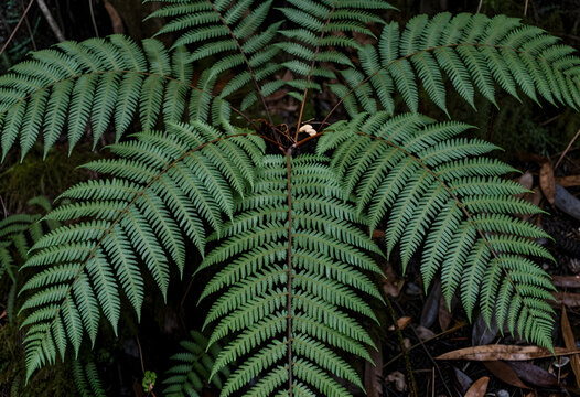 Nature conservation and biodiversity, lush green fern fronds in a temperate rainforest environment with organic forest floor and natural woodland textures